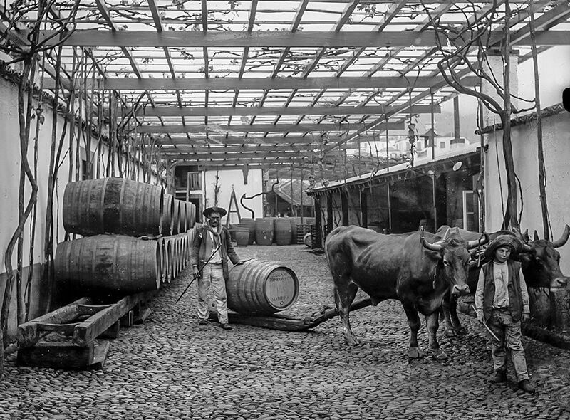 Oxen pulling wine barrels - Madeira