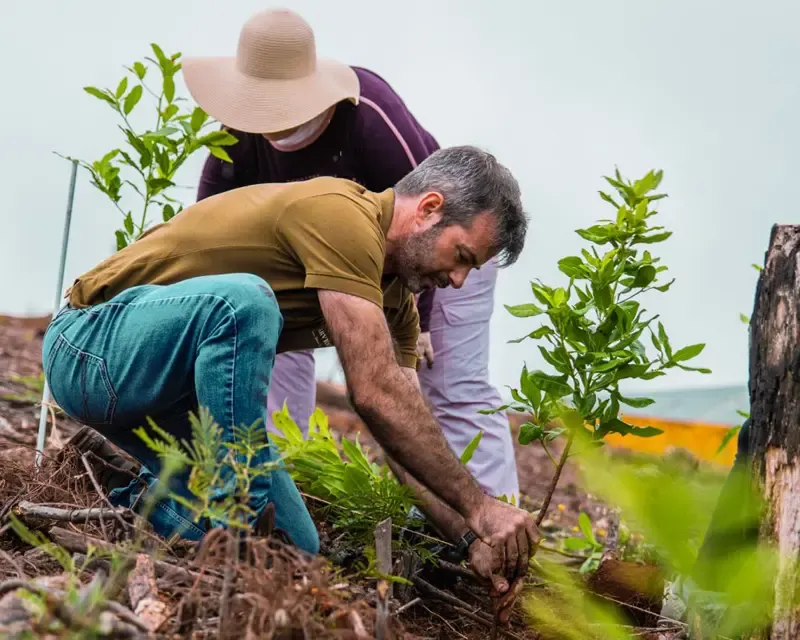 Tree planting on Madeira Island